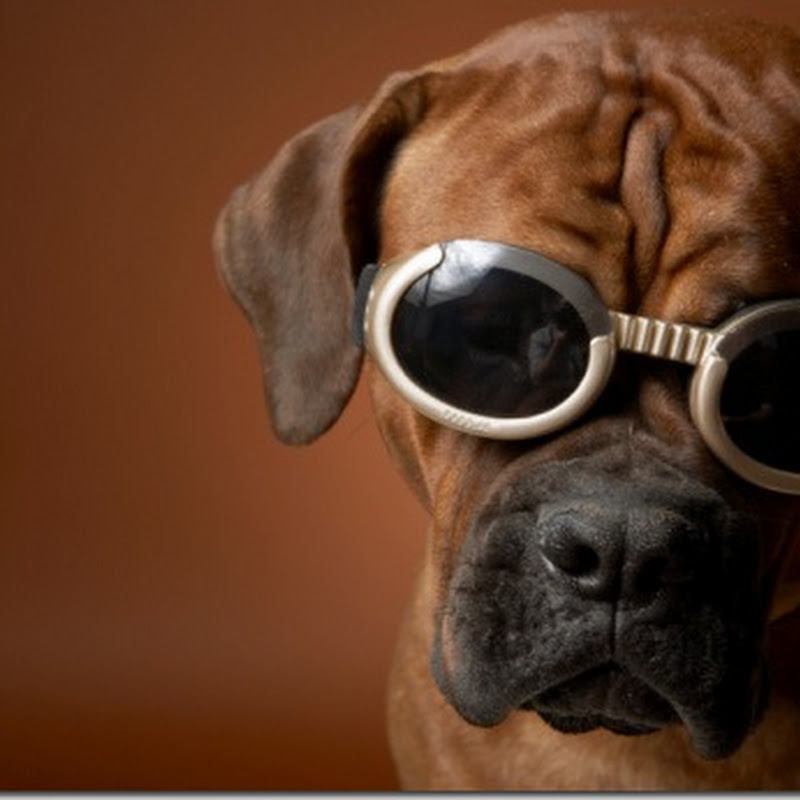 Perros con gafas de sol