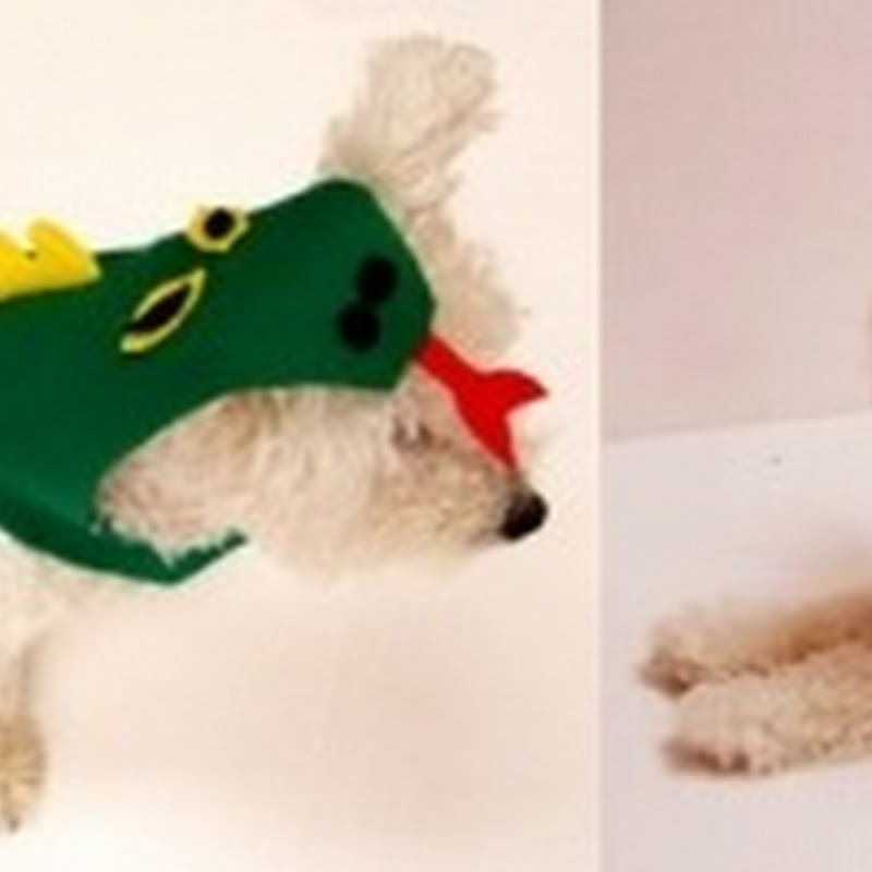 Disfraz para perros sin necesidad de coser