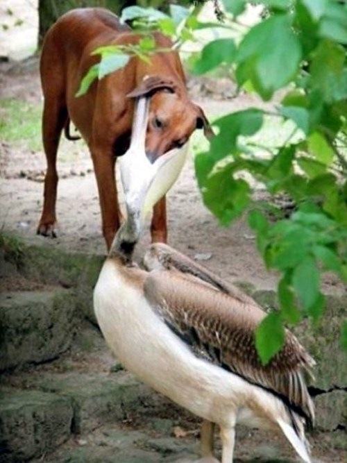 Birds-Attack-005