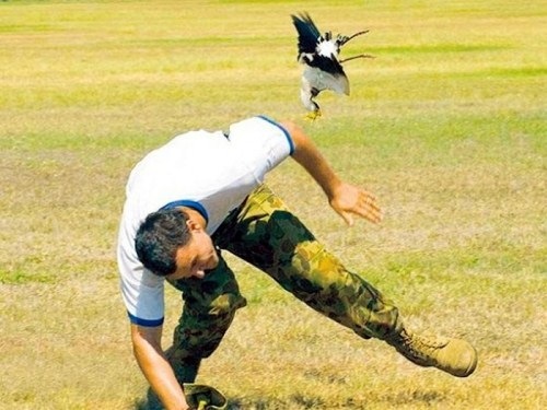 [Birds-Attack-006[3].jpg]