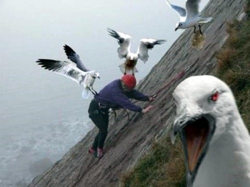 Birds-Attack-007