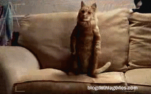 gato+bailando%5B3%5D.gif