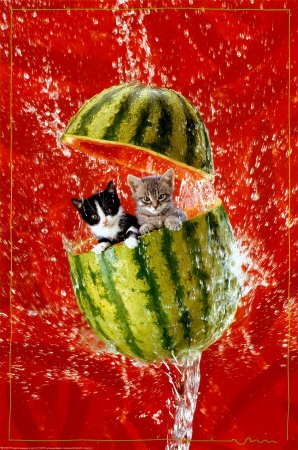 [fotos de gatitos (1)[2].jpg]