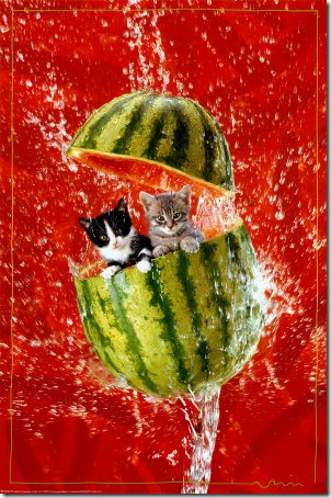 fotos de gatitos (1)