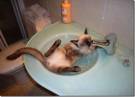 fotos de gatitos (30)
