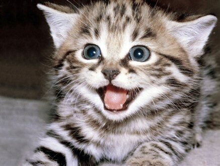 [fotos de gatitos (33)[2].jpg]