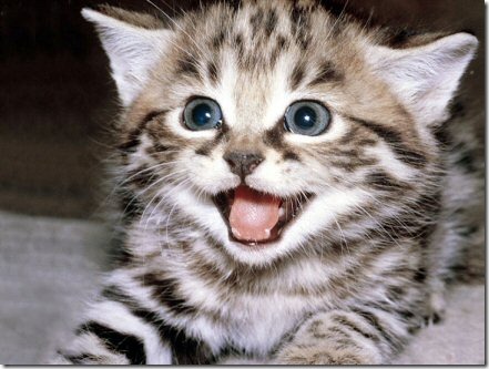 fotos de gatitos (33)