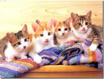 fotos de gatitos (2)