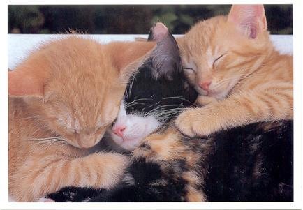 [fotos de gatitos (3)[2].jpg]