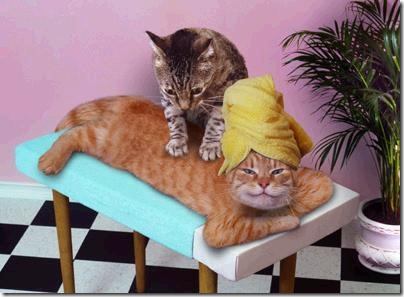 fotos de gatitos (4)