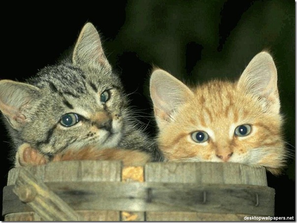 fotos de gatitos (9)