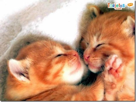 fotos de gatitos (10)