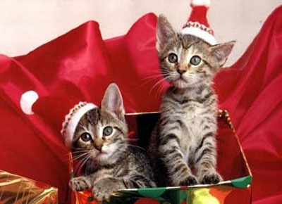 [fotos de gatitos (13)[2].jpg]