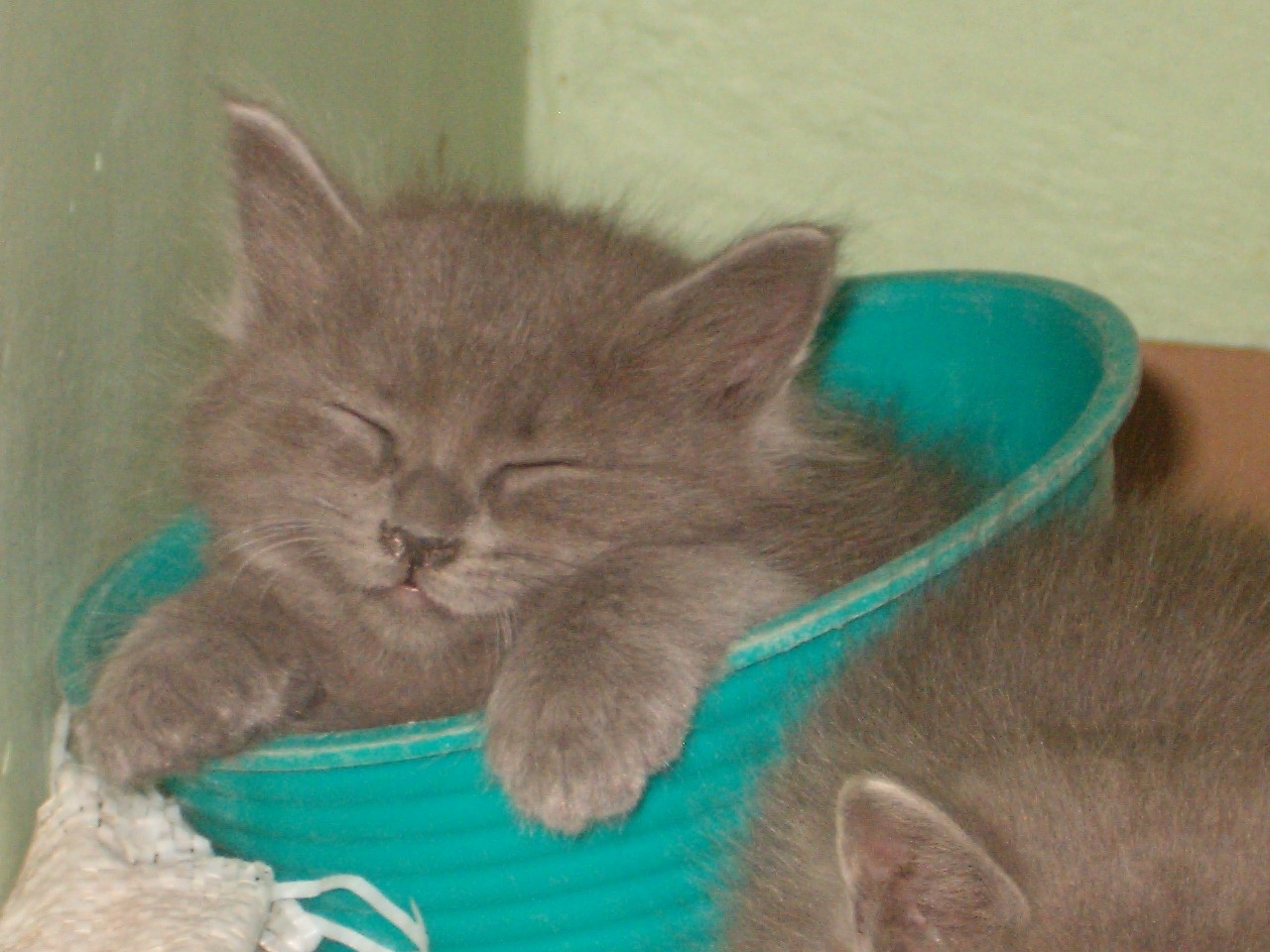 [fotos de gatitos (17)[2].jpg]