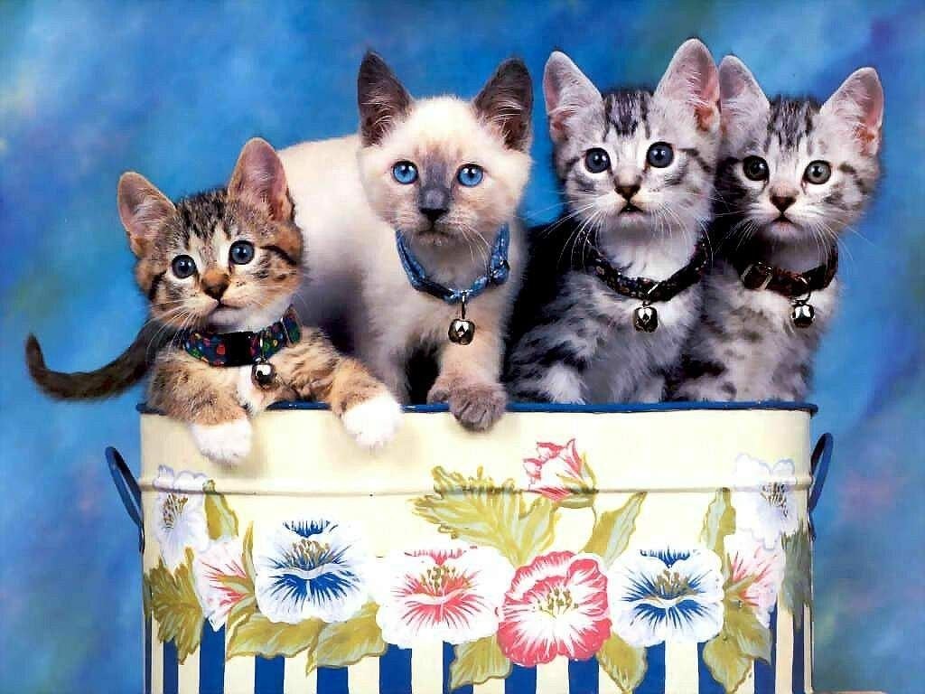 [fotos de gatitos (19)[2].jpg]