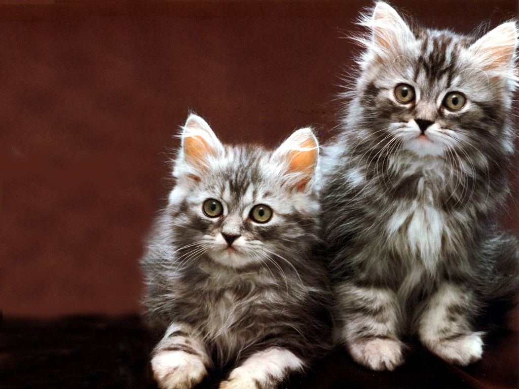 [fotos de gatitos (21)[2].jpg]