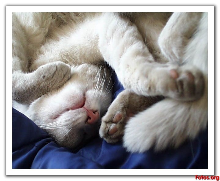 [fotos de gatitos (23)[2].jpg]