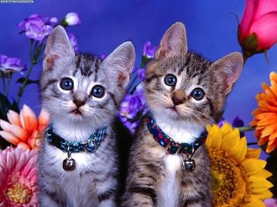 [fotos de gatitos (25)[2].jpg]