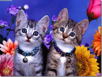fotos de gatitos (25)