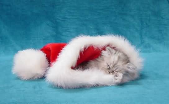 [fotos de gatitos (28)[2].jpg]