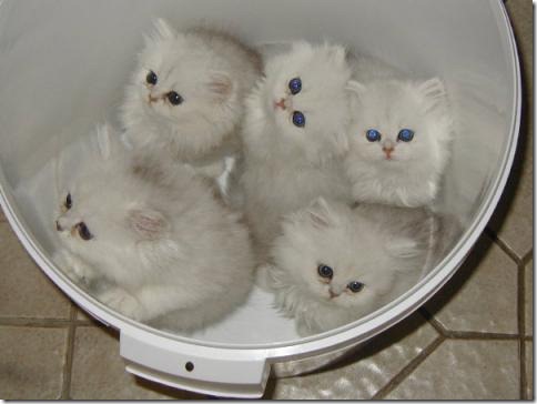 fotos de gatitos (37)