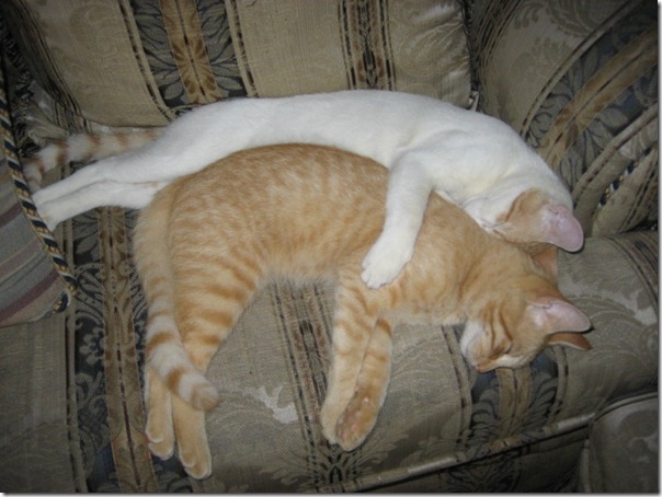 fotos de gatitos (38)