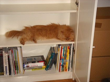 [fotos de gatitos (41)[2].jpg]