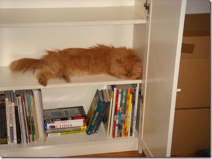 fotos de gatitos (41)