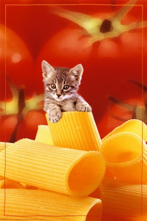[fotos de gatitos (44)[2].jpg]