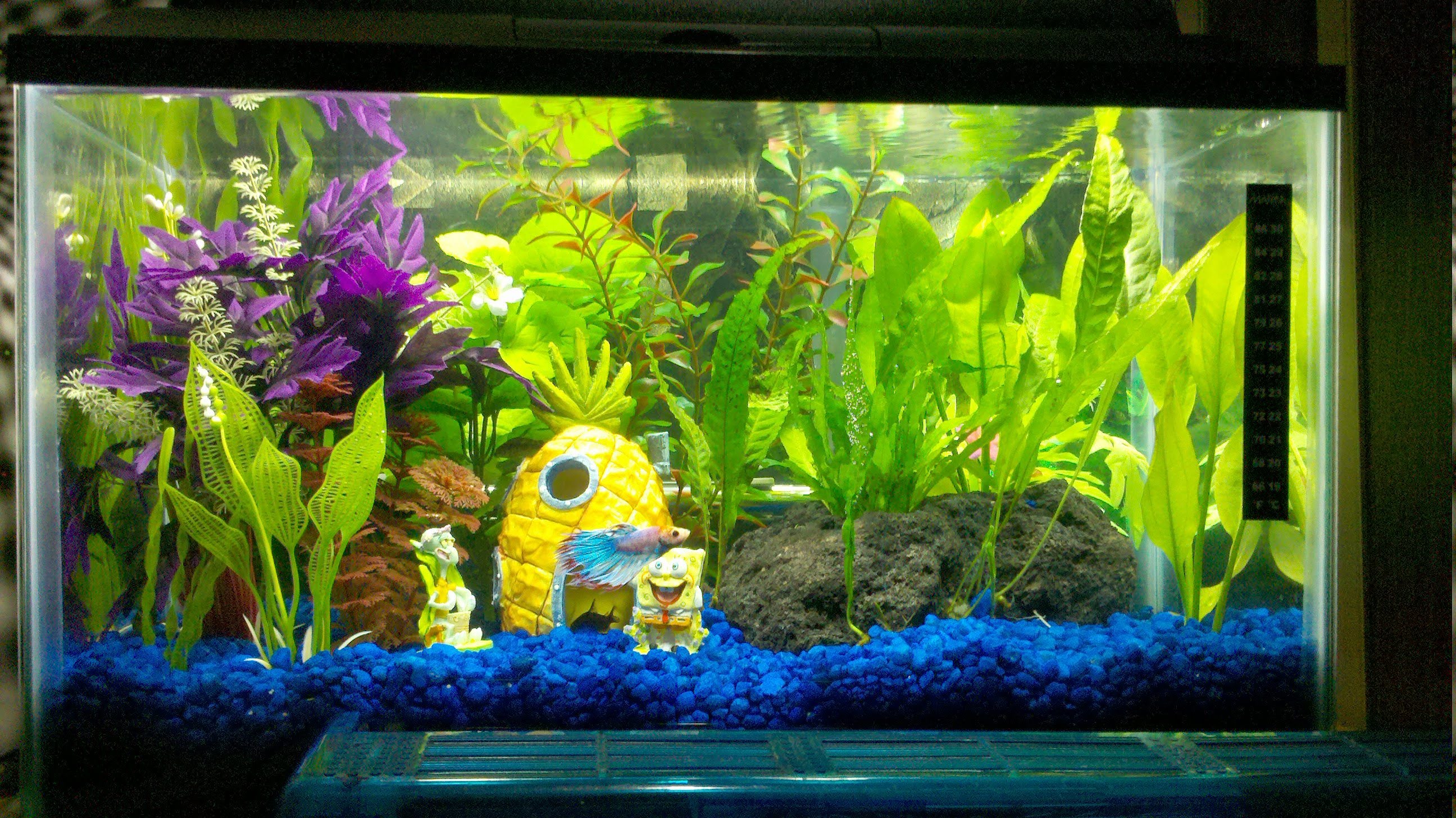 10 Gallon Betta Lair. My first tank (Pic heavy!) | The Planted Tank Forum