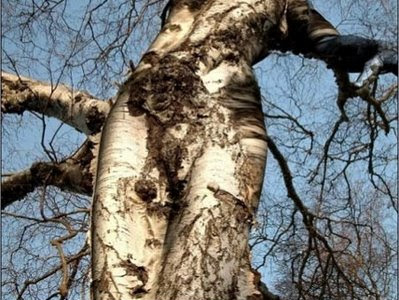 Pohon-Pohon Paling Aneh dan Unik di Dunia