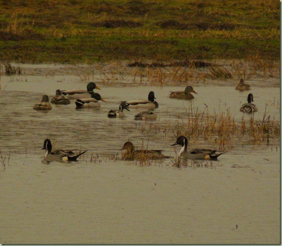 Pintails2