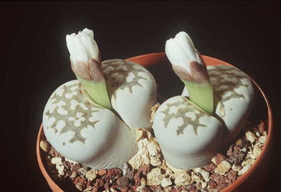 [Lithops-sp4[4].jpg]