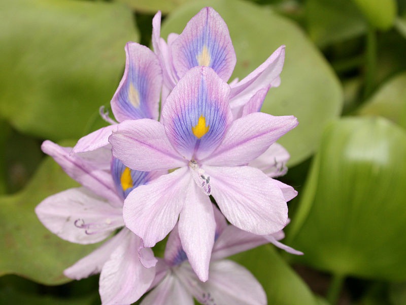 [Common_Water_hyacinth[4].jpg]