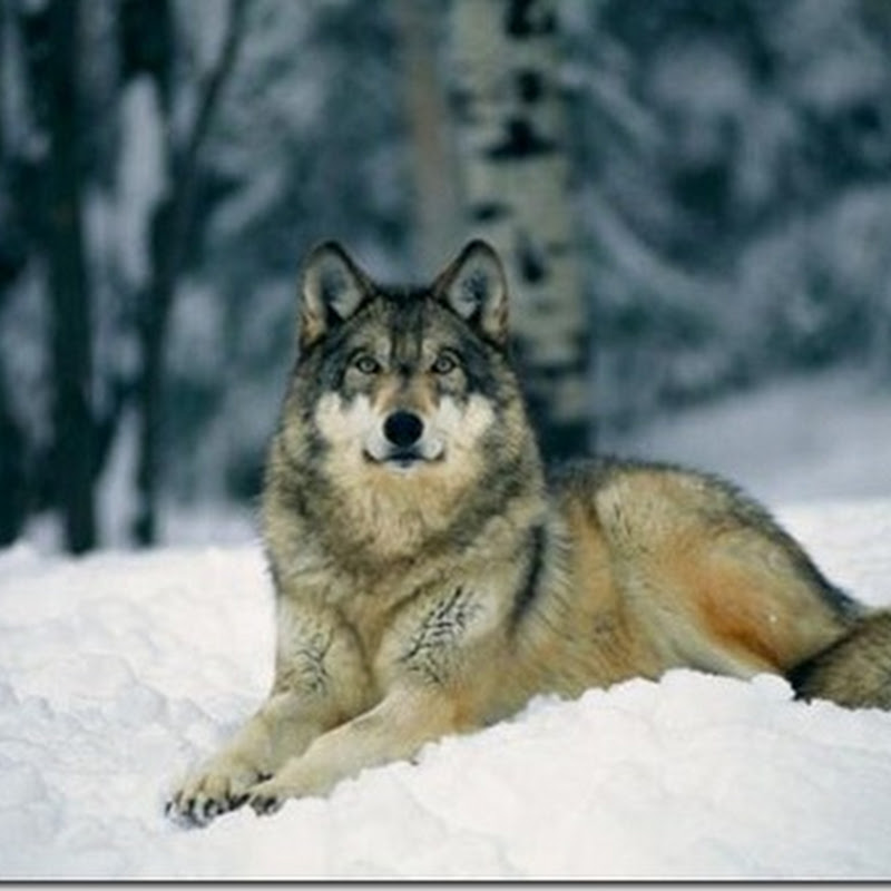 Обыкновенный волк