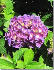 hydrangea clup 2 purple