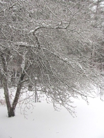 [2010 snowstorm 5[3].jpg]