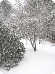2010 snowstorm4