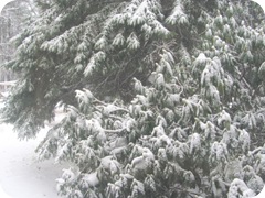 2010 snowstorm 1