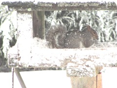 1.27.11 squirrels on feeder3