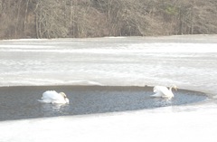 2.16.11swans swimming2