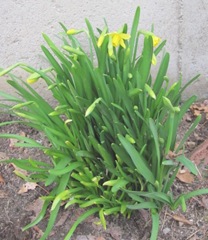 daffodils tete tete3.19.2011