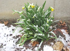 daffodils 2011 in the snow