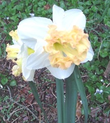 daffodils frilly2