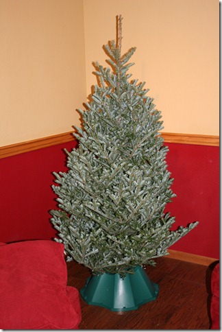 2010-12-12 Christmas Tree
