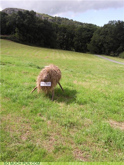 photo of hay bale in the shape of a ewe