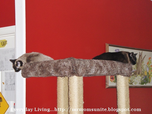 photo of Koko and YumYum in their cat tree