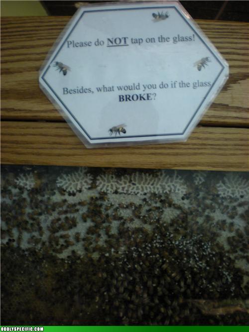 photo of funny sign on a glass case full of bees