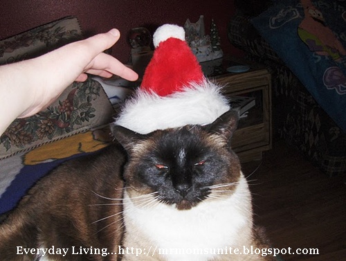 photo of Koko in a santa hat