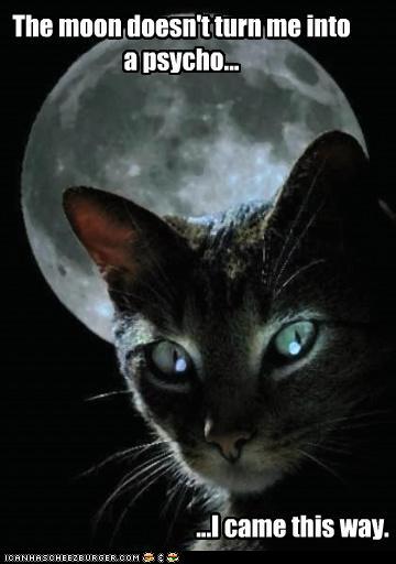 photo of a eerie looking cat in front of the moon